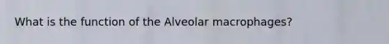 What is the function of the Alveolar macrophages?