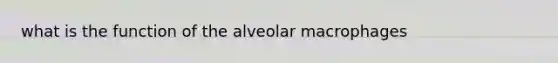 what is the function of the alveolar macrophages