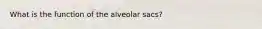 What is the function of the alveolar sacs?