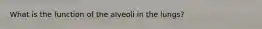 What is the function of the alveoli in the lungs?
