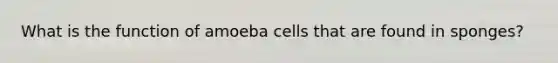 What is the function of amoeba cells that are found in sponges?