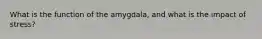 What is the function of the amygdala, and what is the impact of stress?