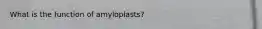 What is the function of amyloplasts?