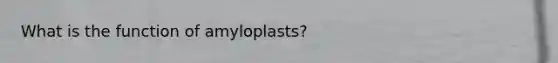 What is the function of amyloplasts?