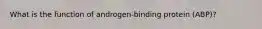 What is the function of androgen-binding protein (ABP)?