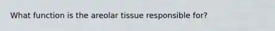 What function is the areolar tissue responsible for?