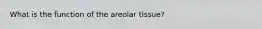 What is the function of the areolar tissue?