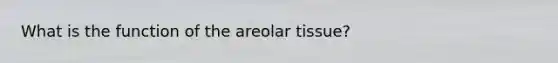 What is the function of the areolar tissue?