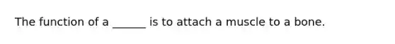 The function of a ______ is to attach a muscle to a bone.