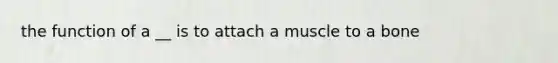 the function of a __ is to attach a muscle to a bone