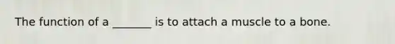 The function of a _______ is to attach a muscle to a bone.