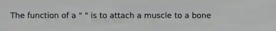 The function of a " " is to attach a muscle to a bone