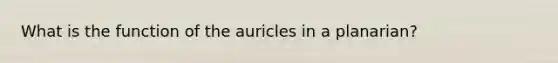 What is the function of the auricles in a planarian?