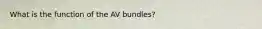 What is the function of the AV bundles?