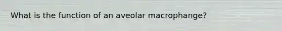 What is the function of an aveolar macrophange?