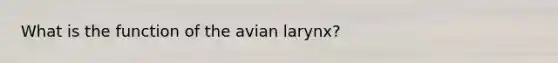 What is the function of the avian larynx?