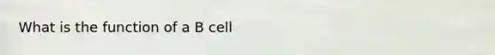 What is the function of a B cell