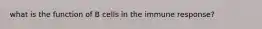 what is the function of B cells in the immune response?