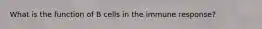 What is the function of B cells in the immune response?