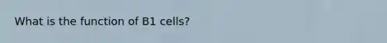 What is the function of B1 cells?