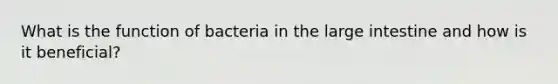 What is the function of bacteria in the large intestine and how is it beneficial?