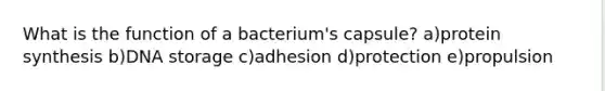 What is the function of a bacterium's capsule? a)protein synthesis b)DNA storage c)adhesion d)protection e)propulsion