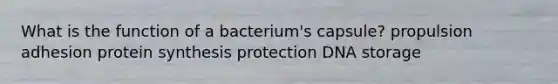 What is the function of a bacterium's capsule? propulsion adhesion protein synthesis protection DNA storage