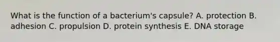 What is the function of a bacterium's capsule? A. protection B. adhesion C. propulsion D. protein synthesis E. DNA storage