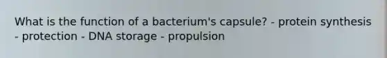 What is the function of a bacterium's capsule? - protein synthesis - protection - DNA storage - propulsion