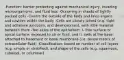 -Function: barrier protecting against mechanical injury, invading microorganisms, and fluid loss -Occurring in sheets of tightly packed cells -Covers the outside of the body and lines organs and cavities within the body -Cells are closely joined (e.g. tight and adhesive junctions, and desmosomes), with little material between them -Two sides of the epithelium: I- free surface or apical surface: exposed to air or fluid, and II- cells at the base: attached to basement or basal membrane (i.e. dense matrix of extracellular fluid) -Classification: based on number of cell layers (e.g. simple or stratified), and shape of the cells (e.g. squamous, cuboidal, or columnar)