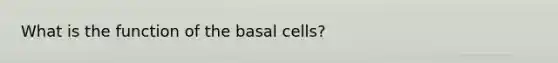 What is the function of the basal cells?