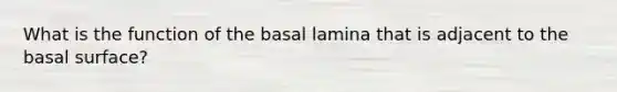 What is the function of the basal lamina that is adjacent to the basal surface?