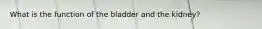 What is the function of the bladder and the kidney?