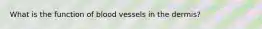 What is the function of blood vessels in the dermis?