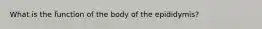 What is the function of the body of the epididymis?