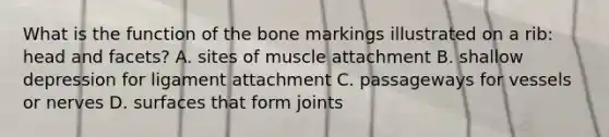 What is the function of the bone markings illustrated on a rib: head and facets? A. sites of muscle attachment B. shallow depression for ligament attachment C. passageways for vessels or nerves D. surfaces that form joints