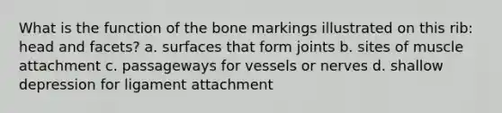 What is the function of the bone markings illustrated on this rib: head and facets? a. surfaces that form joints b. sites of muscle attachment c. passageways for vessels or nerves d. shallow depression for ligament attachment