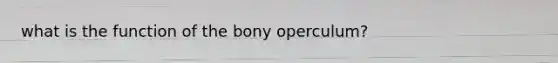 what is the function of the bony operculum?