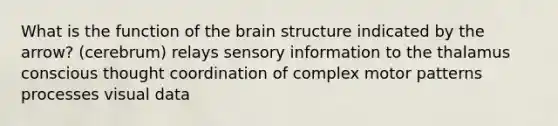 What is the function of <a href='https://www.questionai.com/knowledge/kLMtJeqKp6-the-brain' class='anchor-knowledge'>the brain</a> structure indicated by the arrow? (cerebrum) relays sensory information to the thalamus conscious thought coordination of complex motor patterns processes visual data