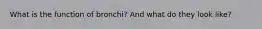 What is the function of bronchi? And what do they look like?
