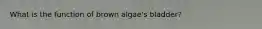 What is the function of brown algae's bladder?