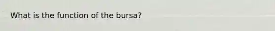 What is the function of the bursa?