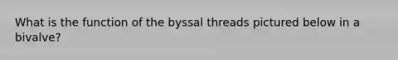 What is the function of the byssal threads pictured below in a bivalve?