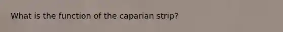 What is the function of the caparian strip?