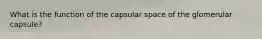 What is the function of the capsular space of the glomerular capsule?