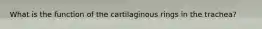 What is the function of the cartilaginous rings in the trachea?