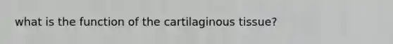 what is the function of the cartilaginous tissue?