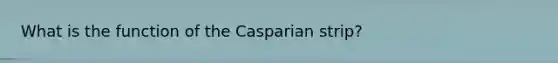 What is the function of the Casparian strip?