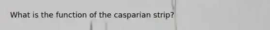 What is the function of the casparian strip?