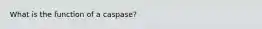 What is the function of a caspase?